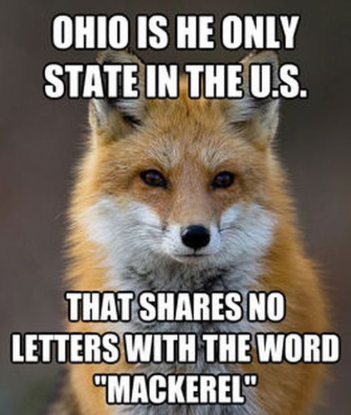 Get Your Fact Fix with This Great Fox Meme