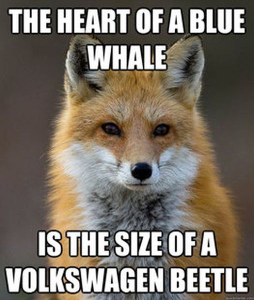 Get Your Fact Fix with This Great Fox Meme