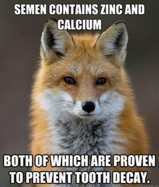 Get Your Fact Fix with This Great Fox Meme