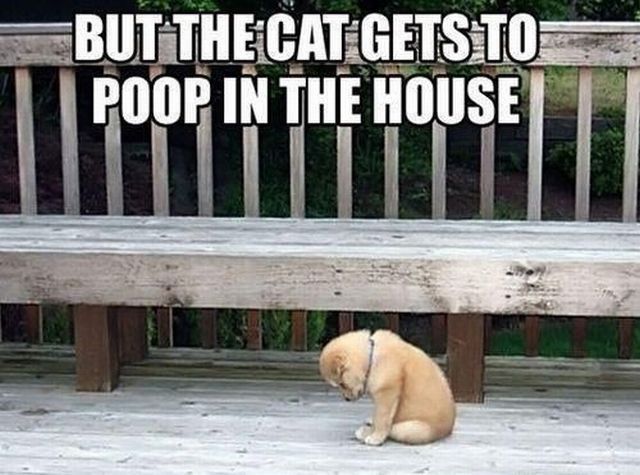 Morning Picdump