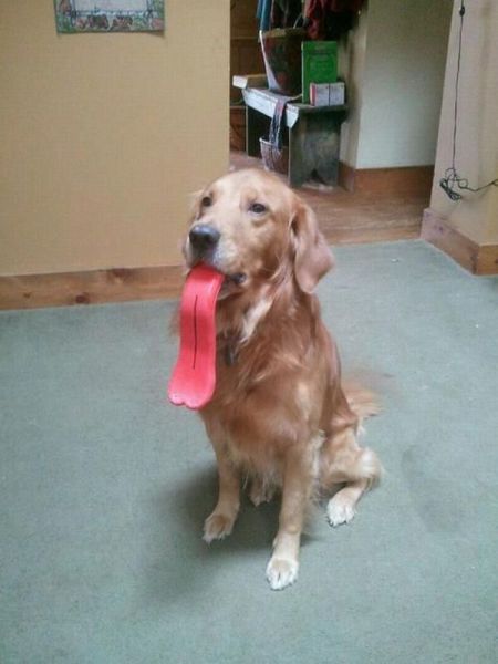 Morning Picdump