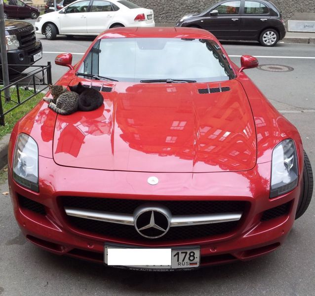 daily picdump weekend edition 94 pics 19.html - 94 HD Photos | Premium Gallery 2013