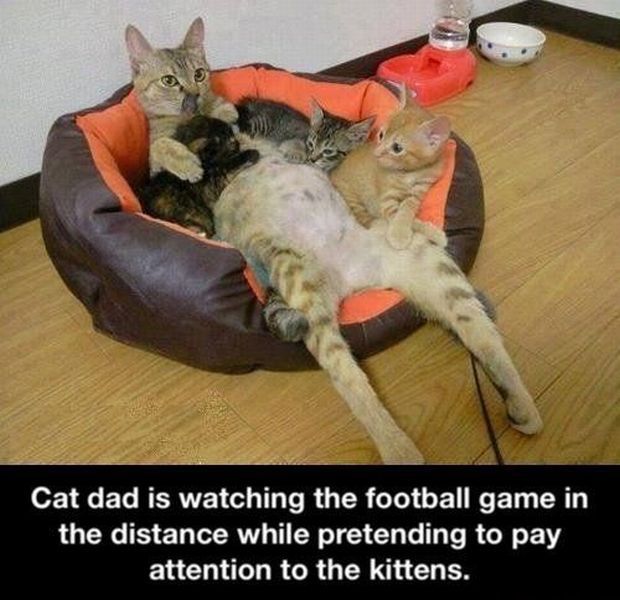 daily picdump weekend edition 94 pics 19.html - 94 HD Photos | Premium Gallery 2013