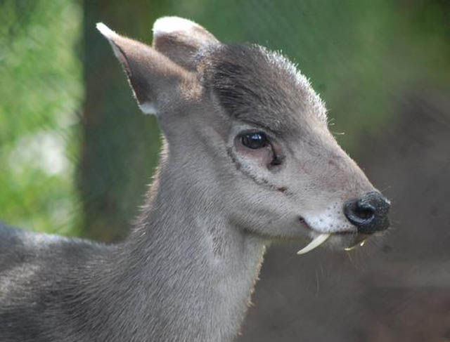 Weird Things That Are Absolutely Real!