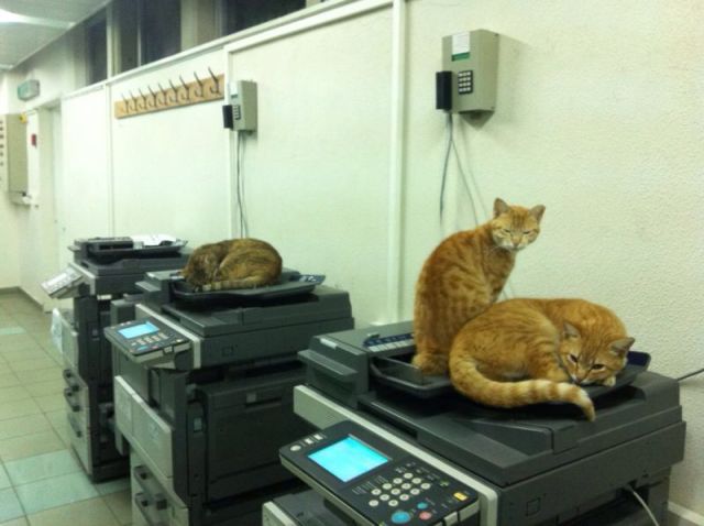 Morning Picdump