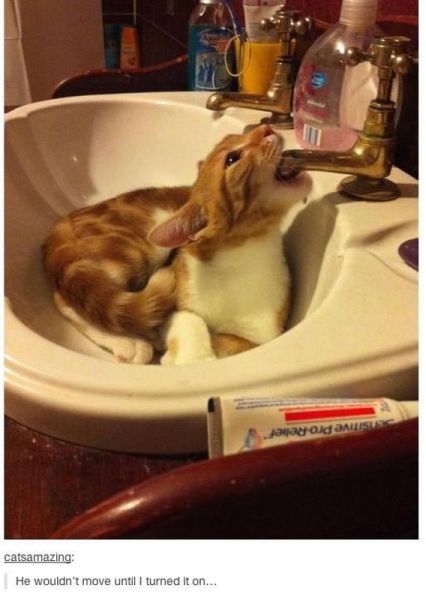 Morning Picdump