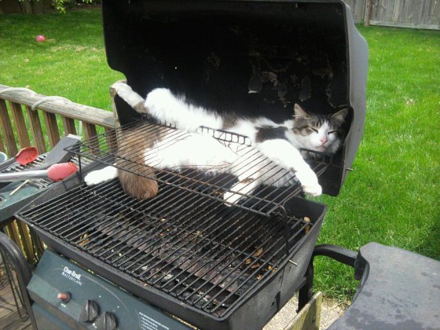 Daily Picdump