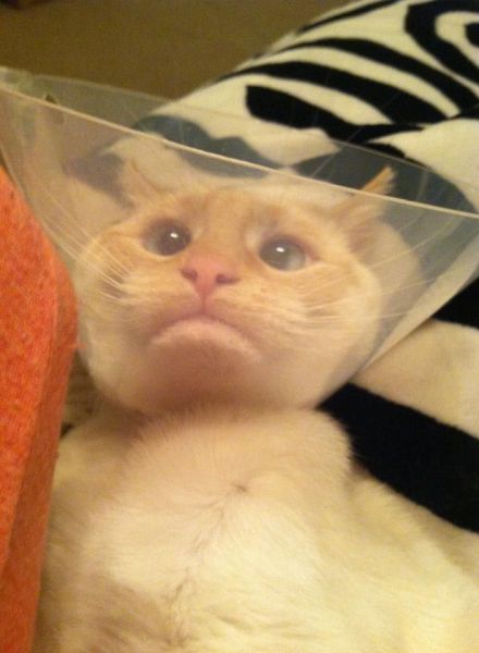 Morning Picdump