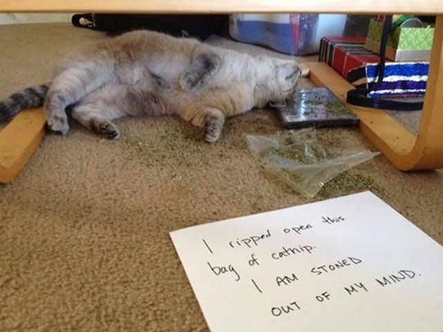 Morning Picdump
