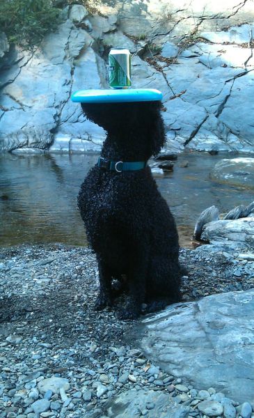 Daily Picdump