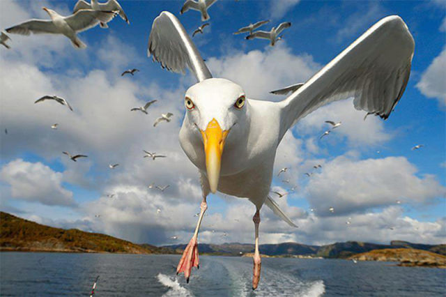 Brilliant Timing Creates Epic Photos