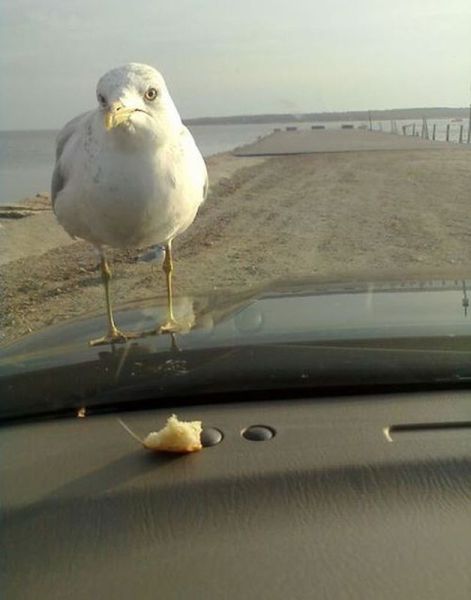 Morning Picdump
