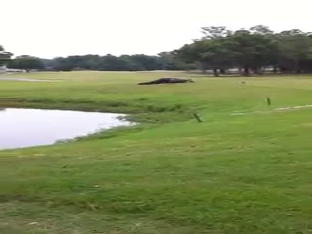 Gators Battle It Out on the Golf Course (VIDEO)