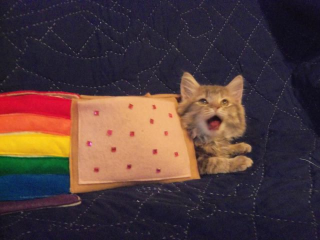 morning picdump 63 pics 10.html - 63 HD Photos | Premium Gallery 2014