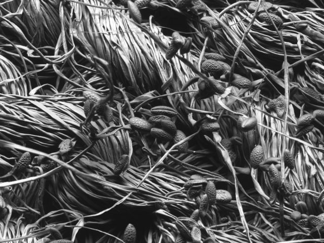 Microscope Images Make Even Normal Stuff Look Strange