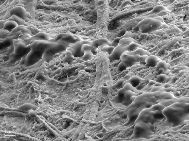 Microscope Images Make Even Normal Stuff Look Strange