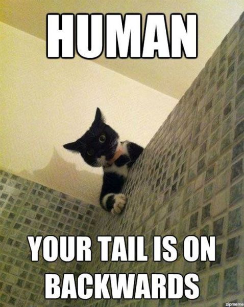 funny picdump 54 pics 11.html - 54 HD Photos | Premium Gallery 2015