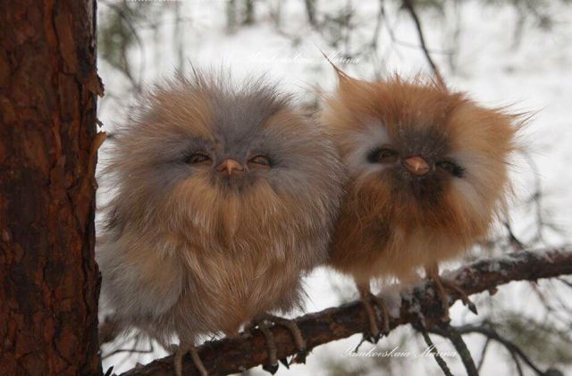 Morning Picdump