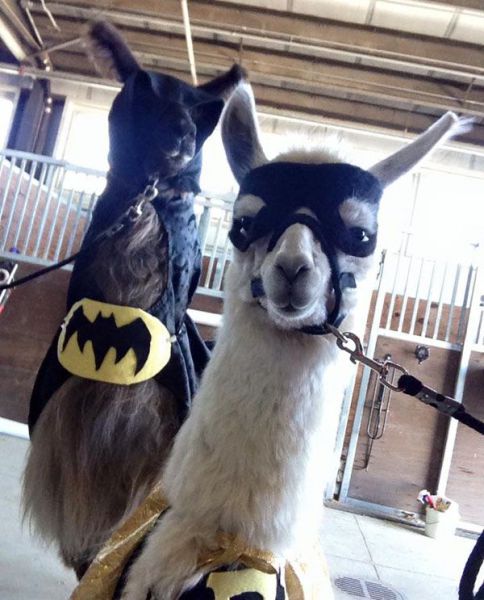 daily picdump 102 pics 41.html - 102 HD Photos | Premium Gallery 2015