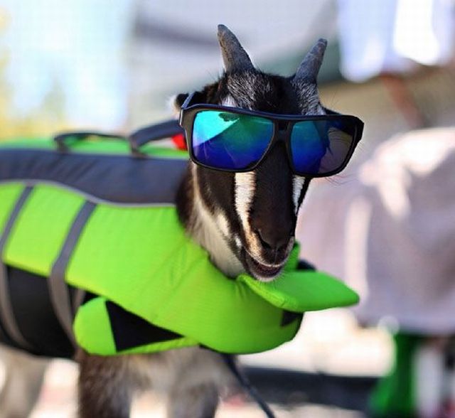 daily picdump 102 pics 41.html - 102 HD Photos | Premium Gallery 2015