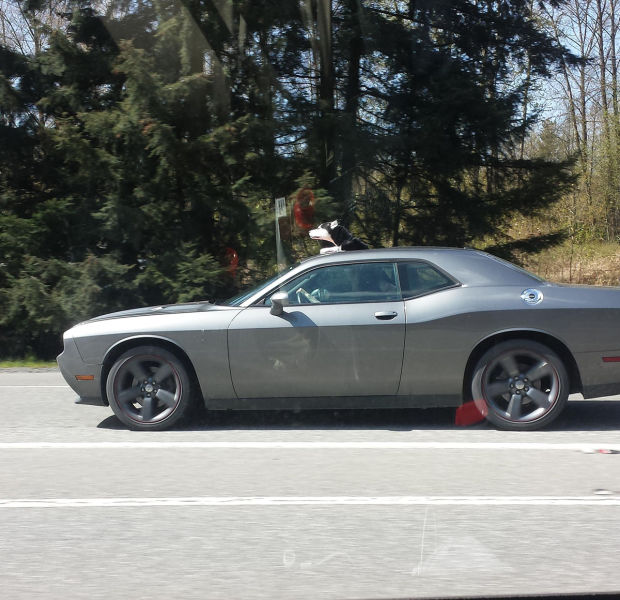 Morning Picdump