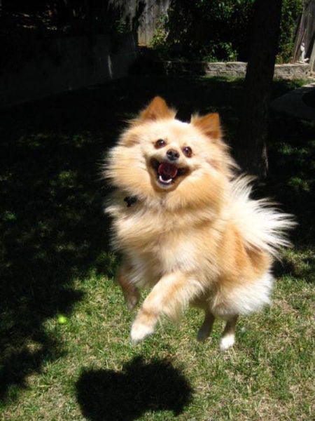 Examples of Excitement Overload