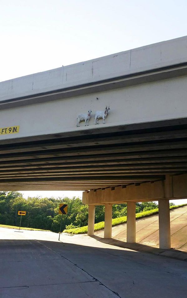 Morning Picdump