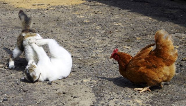 daily picdump 107 pics 1.html - 107 HD Photos | Premium Gallery 2015