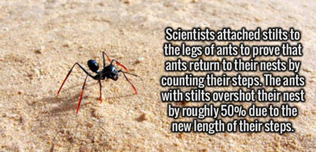 Interesting Facts about Anything and Everything