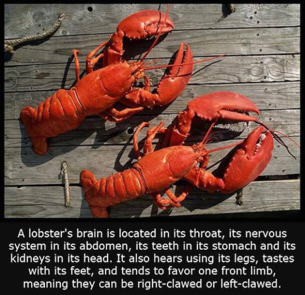 Interesting Facts about Anything and Everything