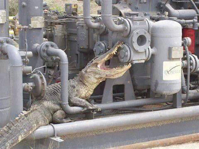 Morning Picdump