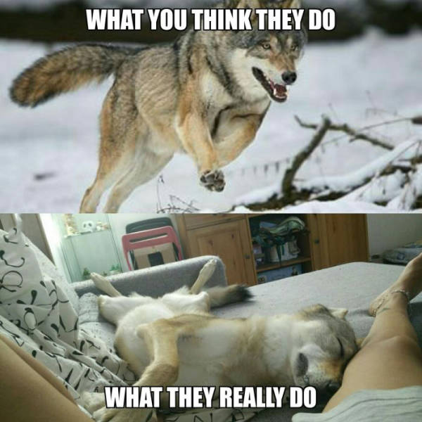 Funny Picdump