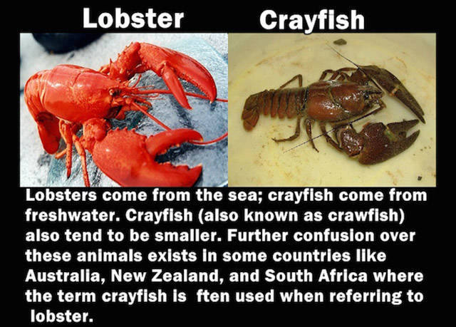 Words That People Often Misuse in Everyday Life