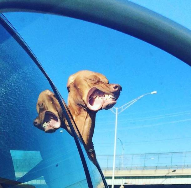 Morning Picdump