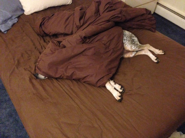 Morning Picdump