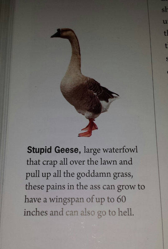 funny picdump 56 pics 4.html - 56 HD Photos | Premium Gallery 2016