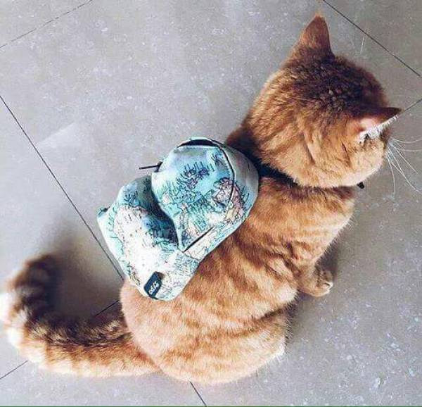 morning picdump 52 pics 12.html - 52 HD Photos | Premium Gallery 2016