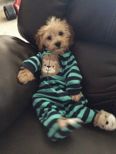 Daily Picdump