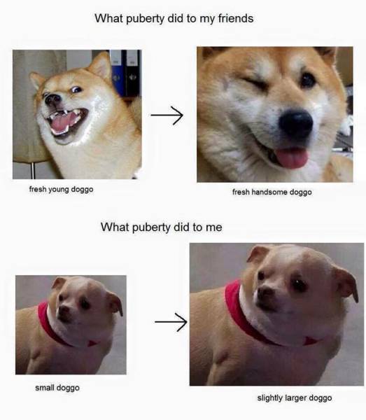 Hilarious Memes That Will Make Your Day