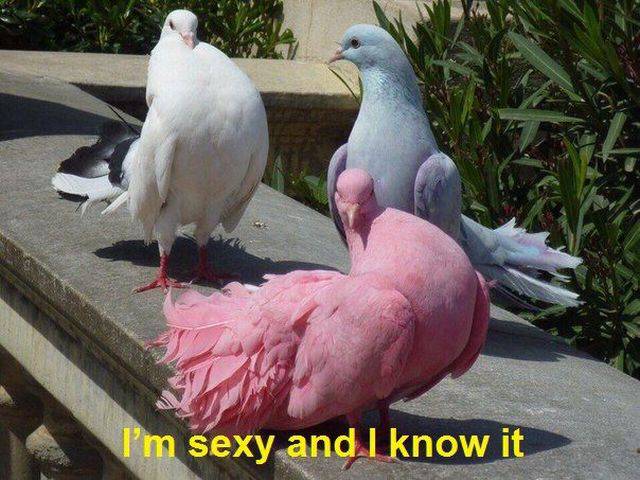 daily picdump 96 pics 10.html - 96 HD Photos | Premium Gallery 2016