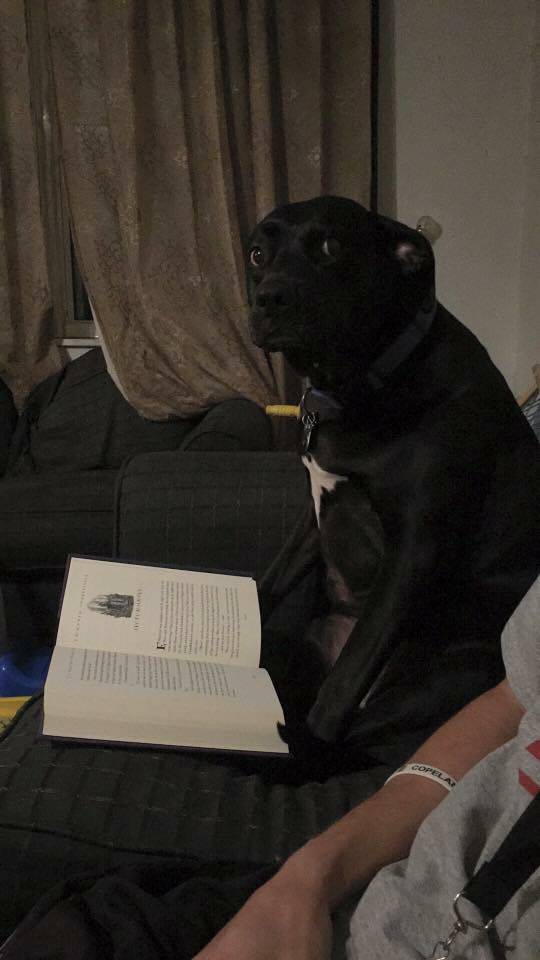 Morning Picdump