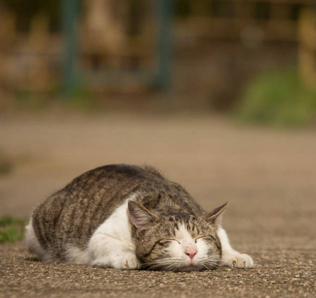 Cute Stray Cats Of Tokyo