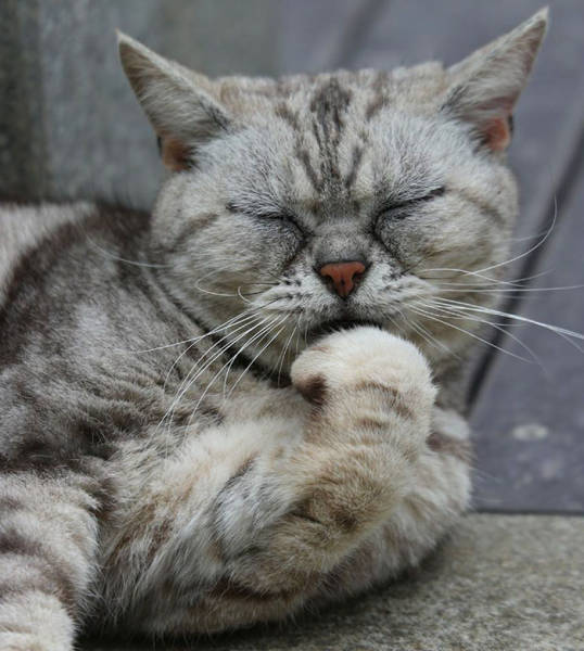Cute Stray Cats Of Tokyo
