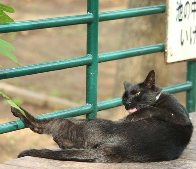 Cute Stray Cats Of Tokyo
