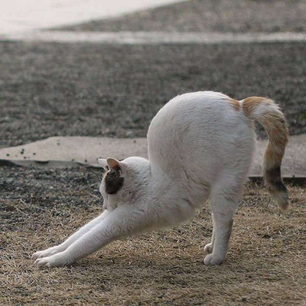 Cute Stray Cats Of Tokyo