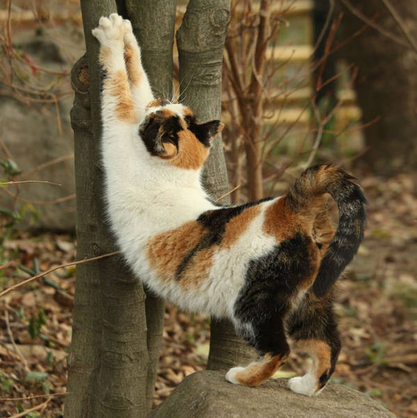 Cute Stray Cats Of Tokyo