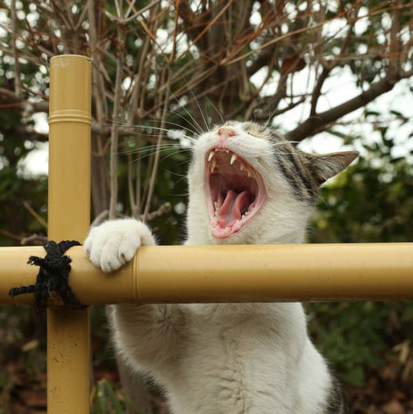Cute Stray Cats Of Tokyo