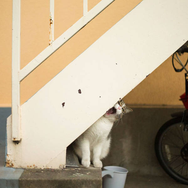 Cute Stray Cats Of Tokyo