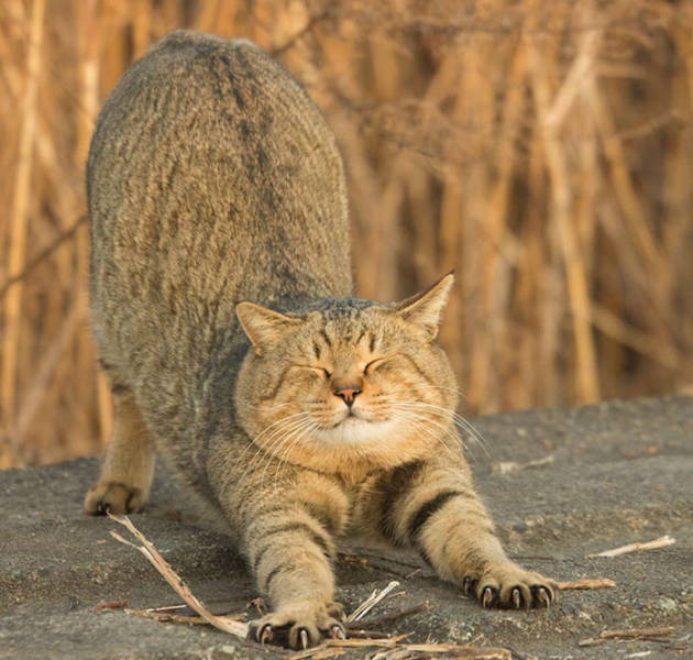 Cute Stray Cats Of Tokyo