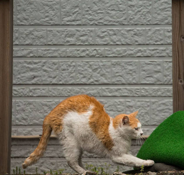 Cute Stray Cats Of Tokyo